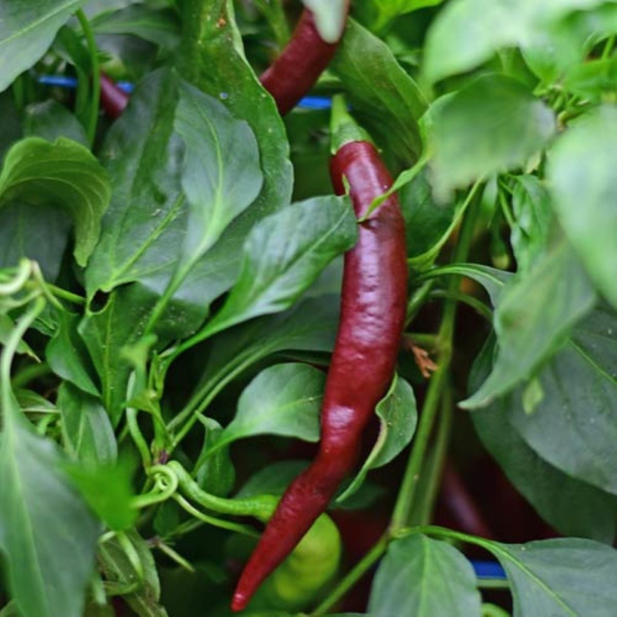 Paprika chilli Cayenne Chocolate BIO – semena 8 ks