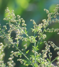 BIO Pelyněk roční – Artemisia annua – bio osivo