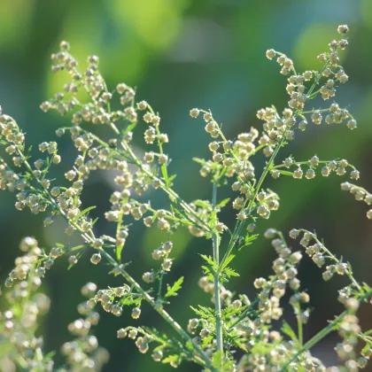 BIO Pelyněk roční – Artemisia annua – bio osivo