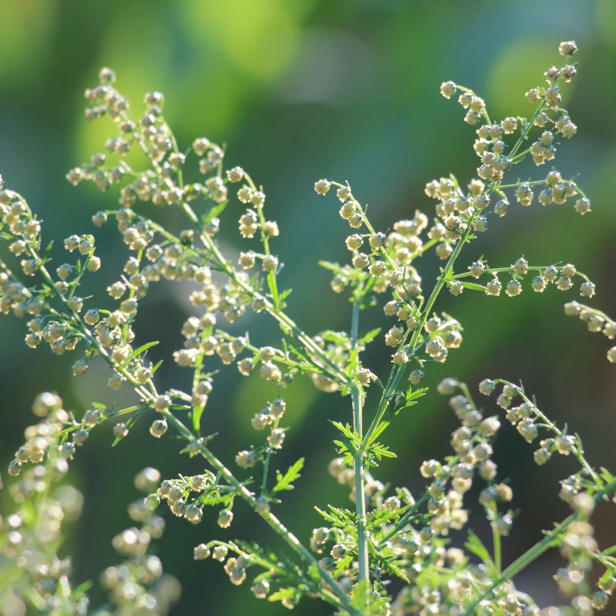 BIO Pelyněk roční – Artemisia annua – bio osivo