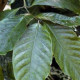 Semínka kávovníku - Coffea canephora - Kávovník robusta - prodej semen - 5 ks