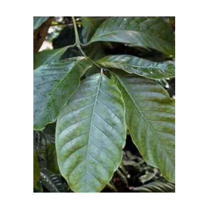 Semínka kávovníku - Coffea canephora - Kávovník robusta - prodej semen - 5 ks
