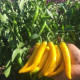 Chilli Cayellow – raná žlutá chilli paprička