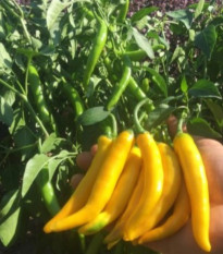 Chilli Cayellow – raná žlutá chilli paprička