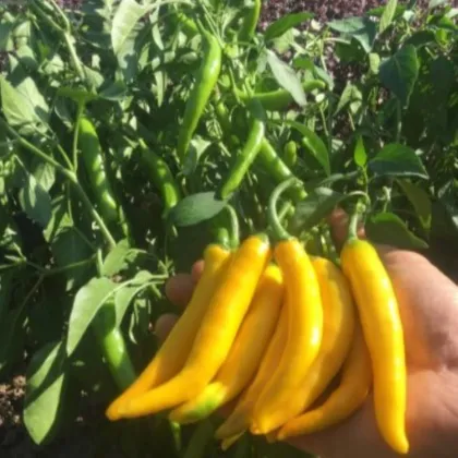 Chilli Cayellow – raná žlutá chilli paprička