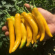 Chilli Cayellow – raná žlutá chilli paprička