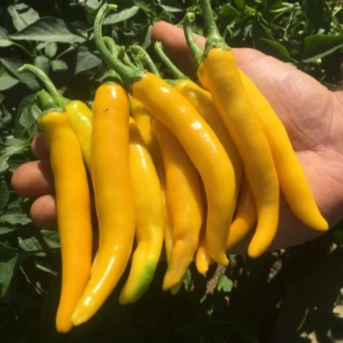 Chilli Cayellow – raná žlutá chilli paprička