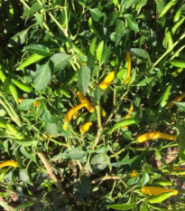 Chilli Sipka Zitronen – žluté chilli Capsicum annuum