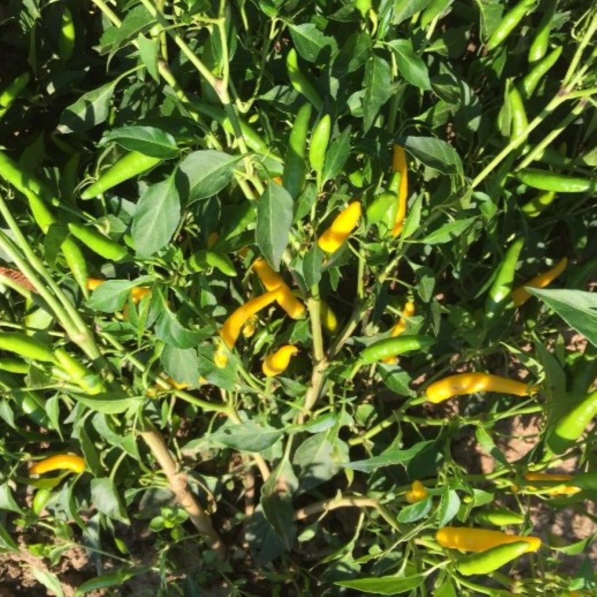 Chilli Sipka Zitronen – žluté chilli Capsicum annuum