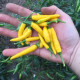 Chilli Sipka Zitronen – žluté chilli Capsicum annuum
