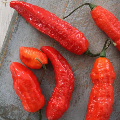 BIO Naga Jolokia – semena extrémně pálivého chilli