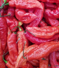 BIO Chilli Naga Jolokia - Capsicum chinense - semena chilli - 8 ks