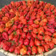 BIO Naga Jolokia – semena extrémně pálivého chilli
