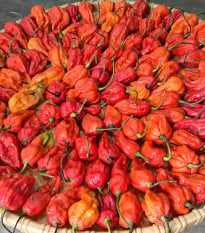 BIO Naga Jolokia – semena extrémně pálivého chilli