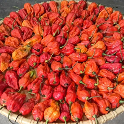 BIO Naga Jolokia – semena extrémně pálivého chilli
