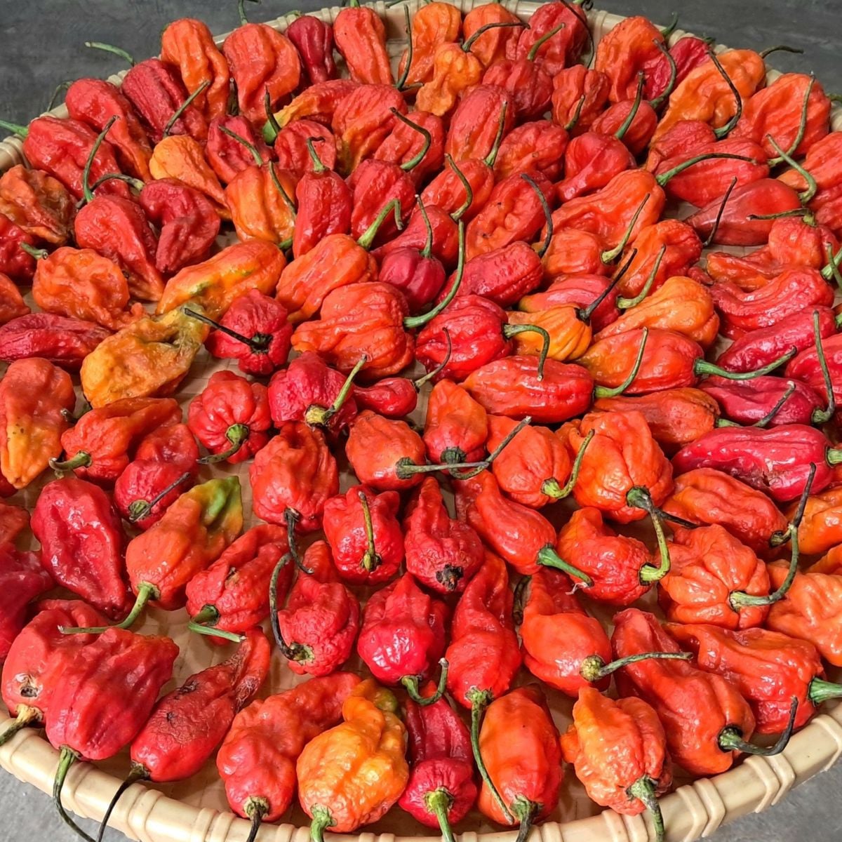 BIO Naga Jolokia – semena extrémně pálivého chilli