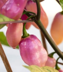 Bio semena chilli Fidalgo Roxa – Capsicum chinense