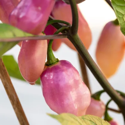 Bio semena chilli Fidalgo Roxa – Capsicum chinense