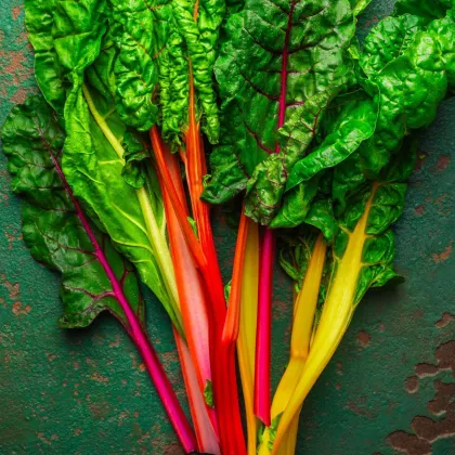 Semena mangoldu Celebration F1 – Beta vulgaris