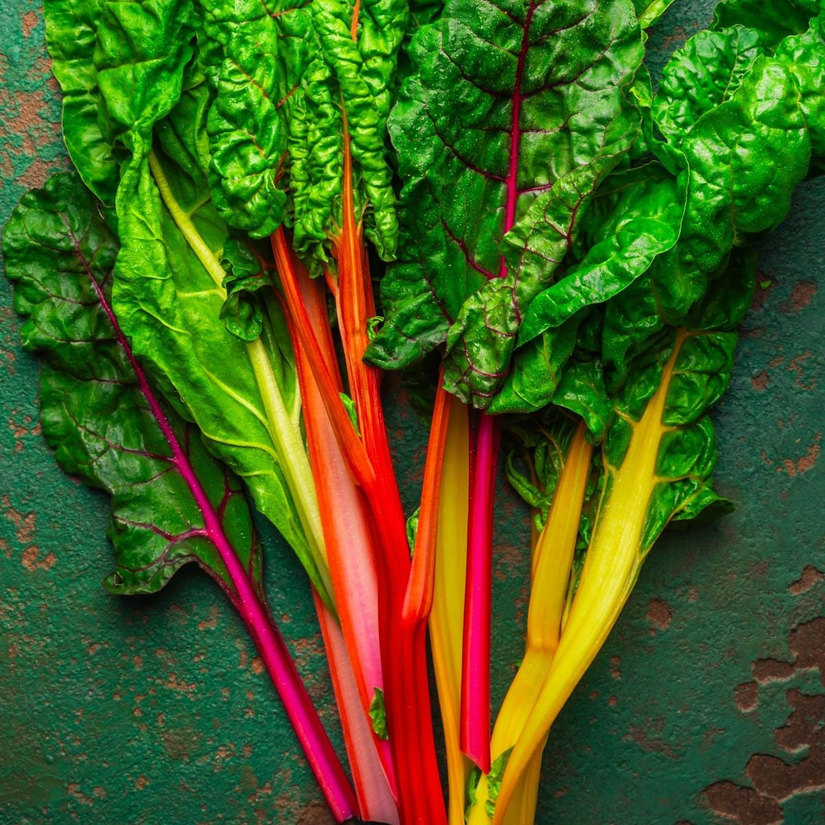 Semena mangoldu Celebration F1 – Beta vulgaris