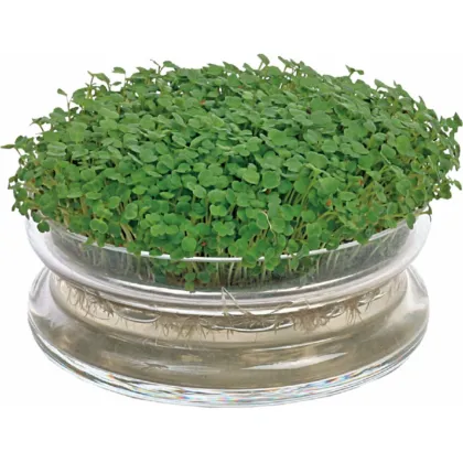 Bio klíčicí miska s rukolou – Buzzy Organic – Pieterpik