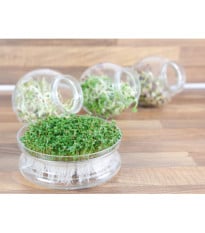 Bio klíčicí miska s rukolou – Buzzy Organic – Pieterpik – 1 ks