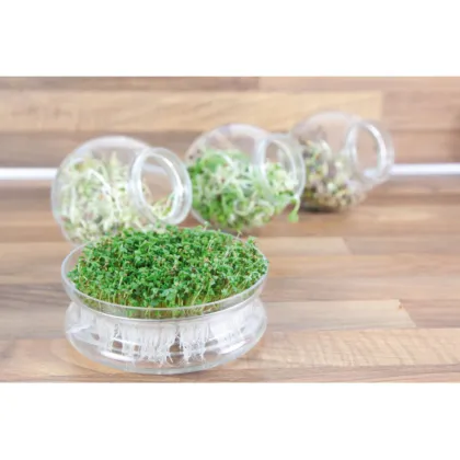 Bio klíčicí miska s rukolou – Buzzy Organic – Pieterpik