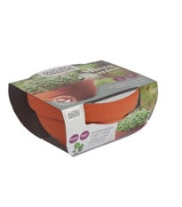 Sada Microgreens kadeřávek s terakotovou miskou Buzzy