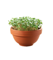 Microgreens – kadeřávek s terakotovou miskou – Buzzy – Pieterpik – 1 ks