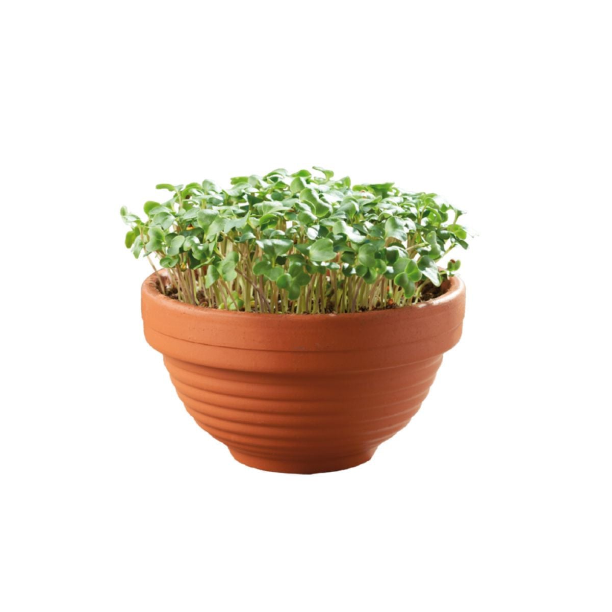 Sada Microgreens kadeřávek s terakotovou miskou Buzzy