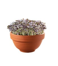 Microgreens – Červená mizuna v terakotové misce – Buzzy – Pieterpik – 1 ks