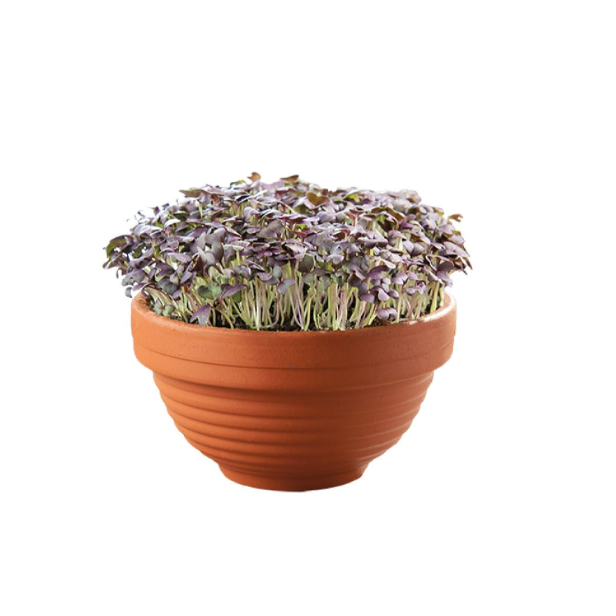 Buzzy Microgreens – červená mizuna v terakotové misce