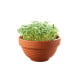 Pěstební sada Microgreens Tatsoi v terakotové misce