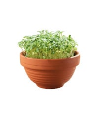 Microgreens – Tatosoi v terakotové misce – Buzzy – Pieterpik – 1 ks