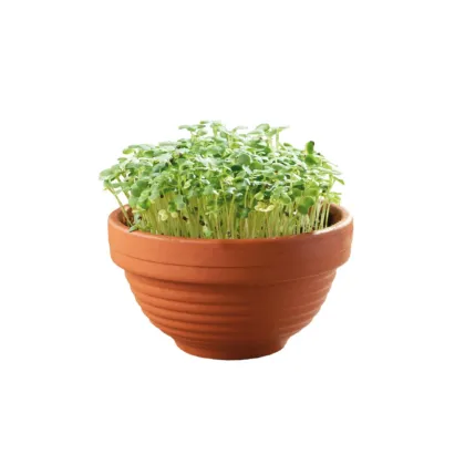Pěstební sada Microgreens Tatsoi v terakotové misce
