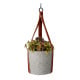 Buzzy House Plants sada k pěstování africké kopřivy