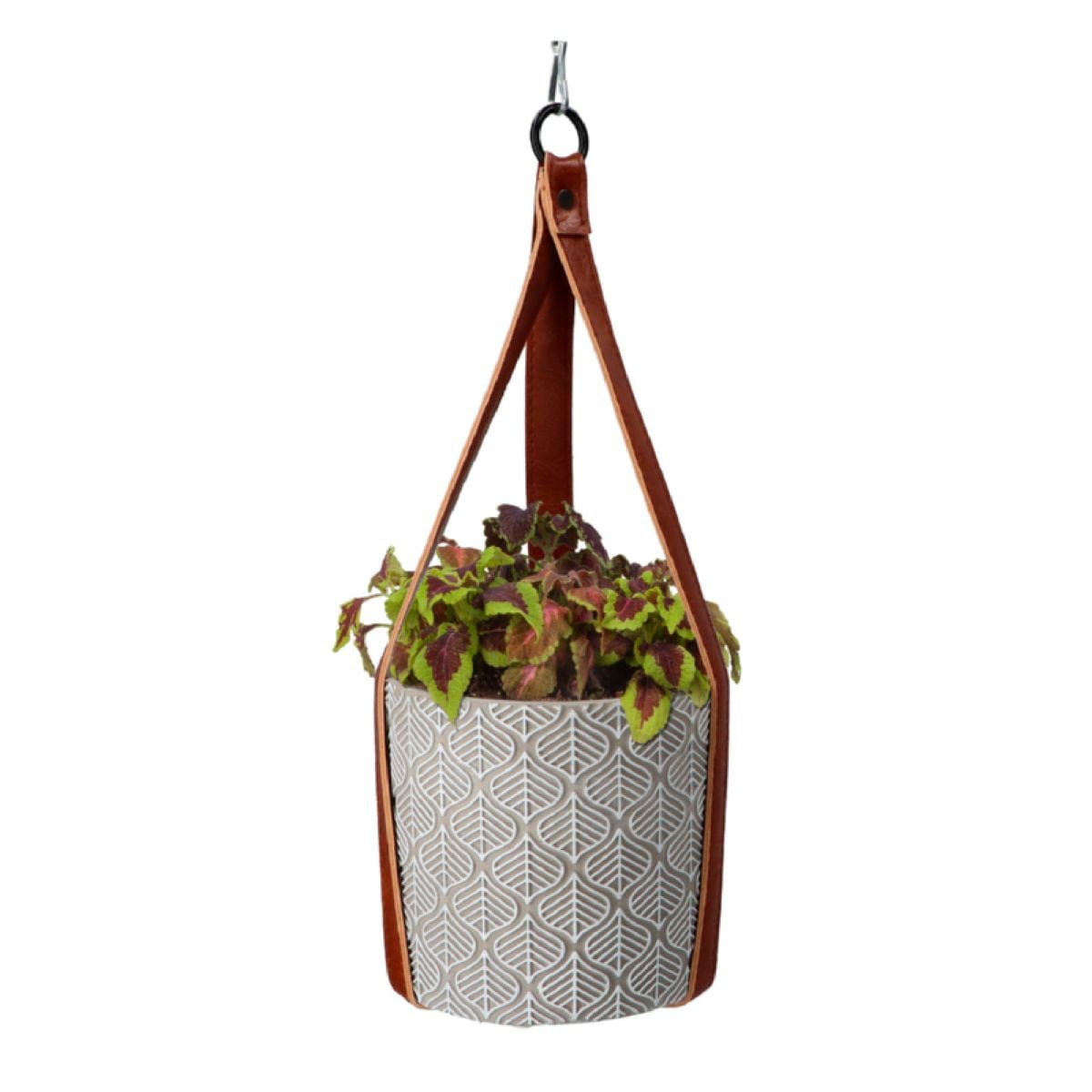 Buzzy House Plants sada k pěstování africké kopřivy