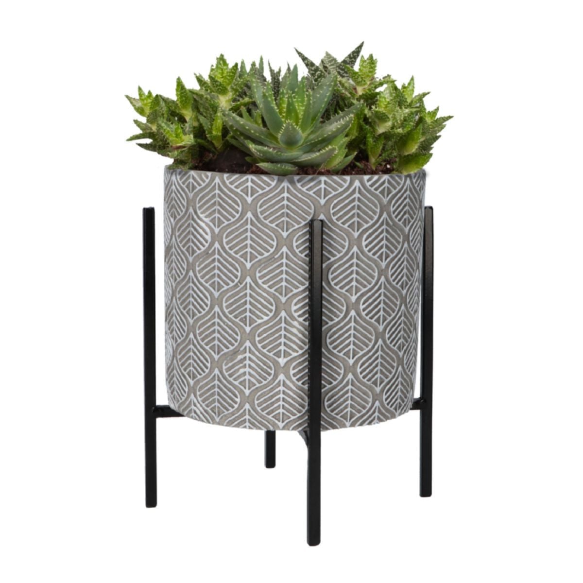 Sada k pěstování Aloe Vera v květináči Buzzy House Plants