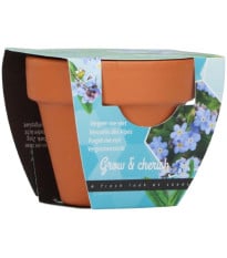 Mini pěstební sada pomněnky – Buzzy Grow Gift – Pieterpik