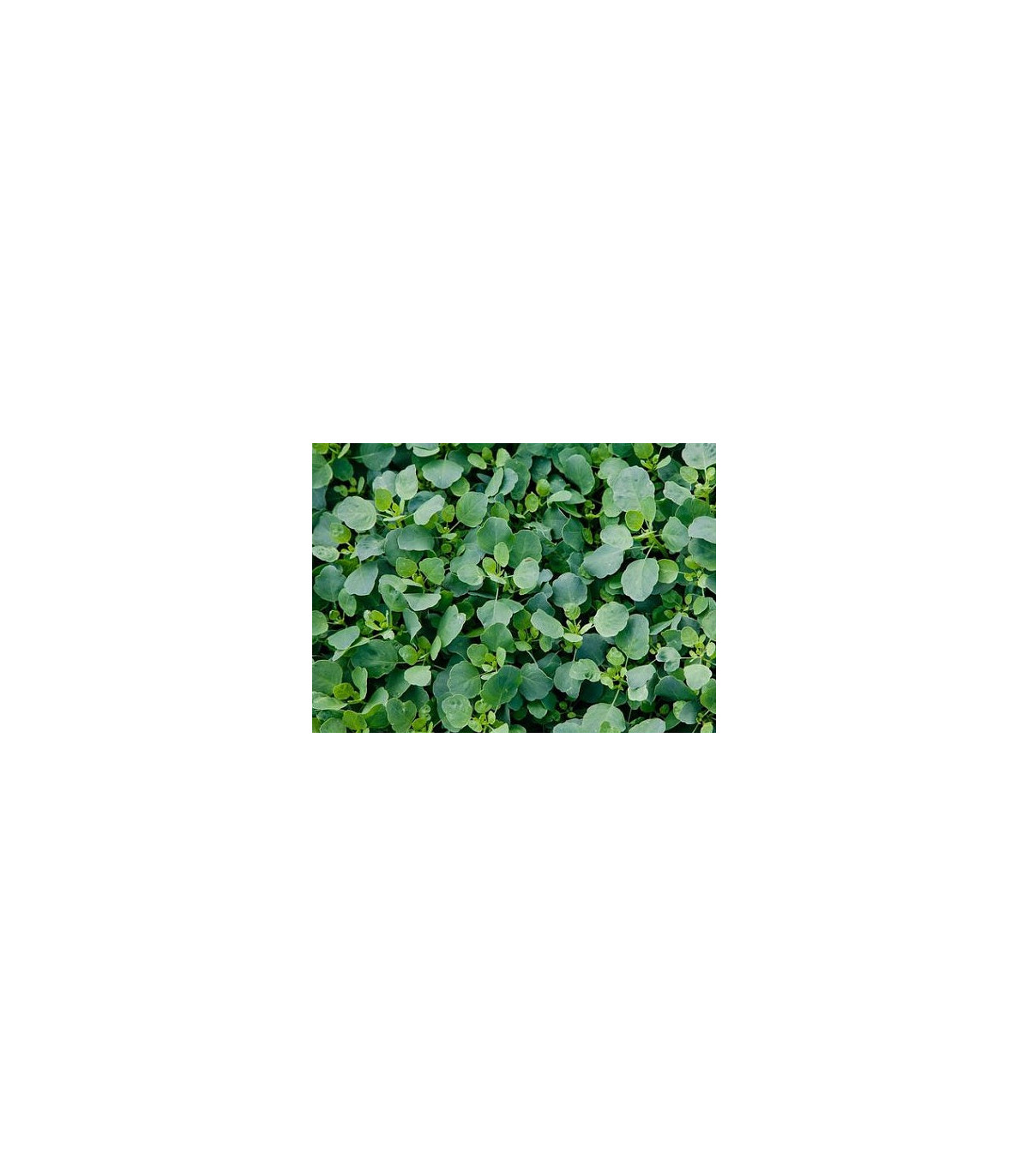 Semínka koriandru - Porophyllum ruderale - Koriandr bolívijský - prodej semen - 10 ks - 