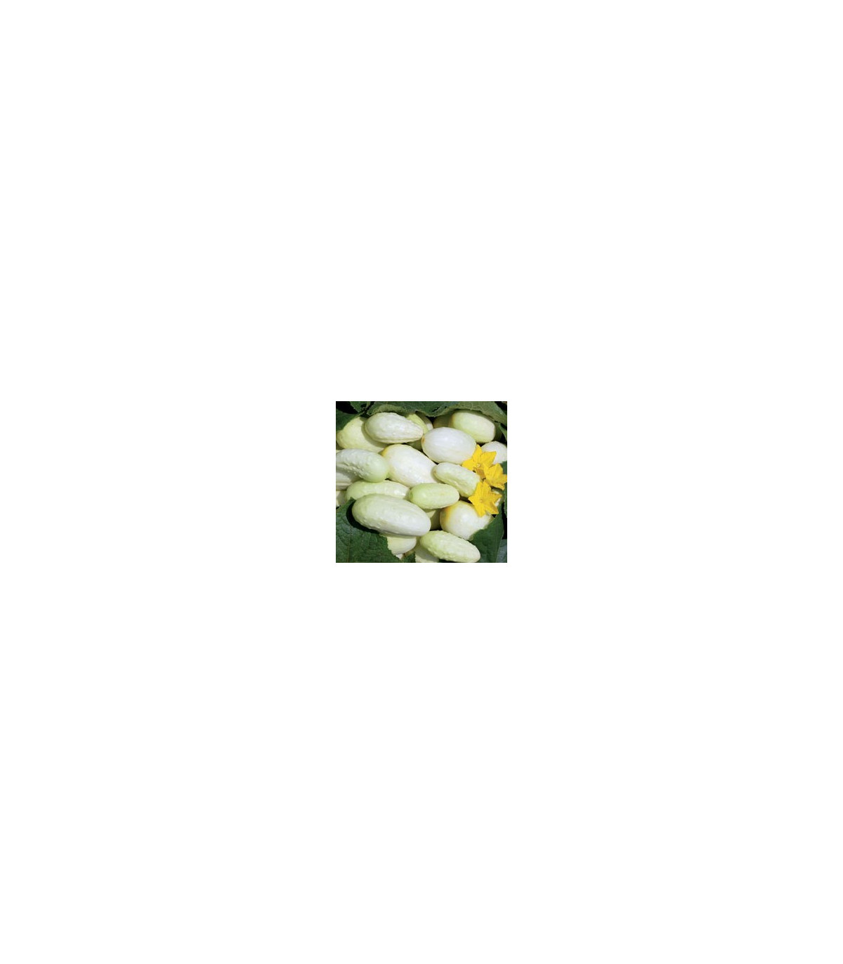 Okurka bílá - Cucumis sativus - prodej semen - 5 ks