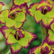 Gladiol Flevo - Gladiolus - prodej cibulovin - 3 ks