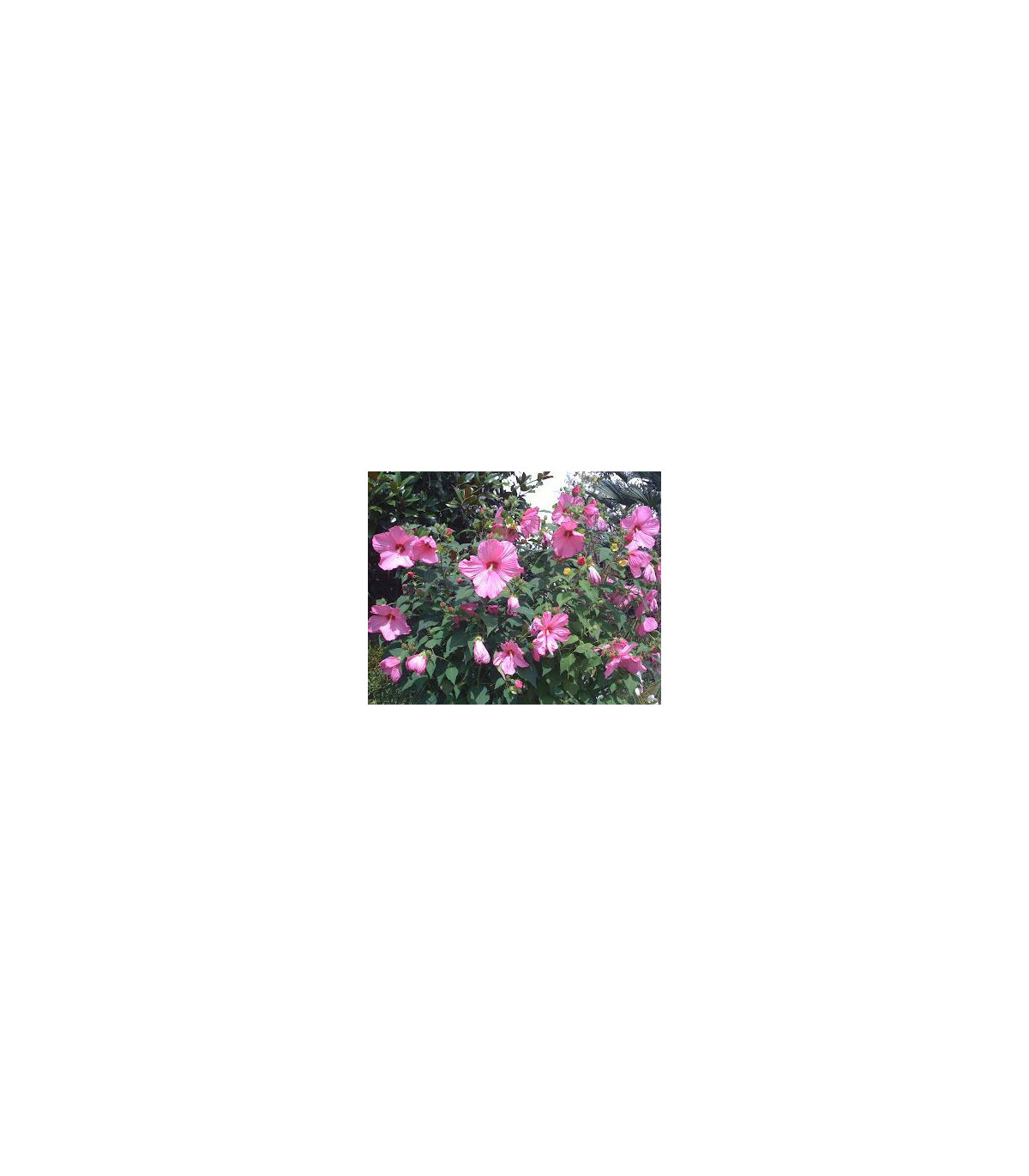 Ibišek bahenní Mallo Rose - Hibiscus moscheutos - prodej semen - 5 ks