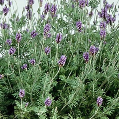 Semínka levandule - Lavandula multifida - Levandule rozeklaná Španělské oči -  prodej semen - 15 ks