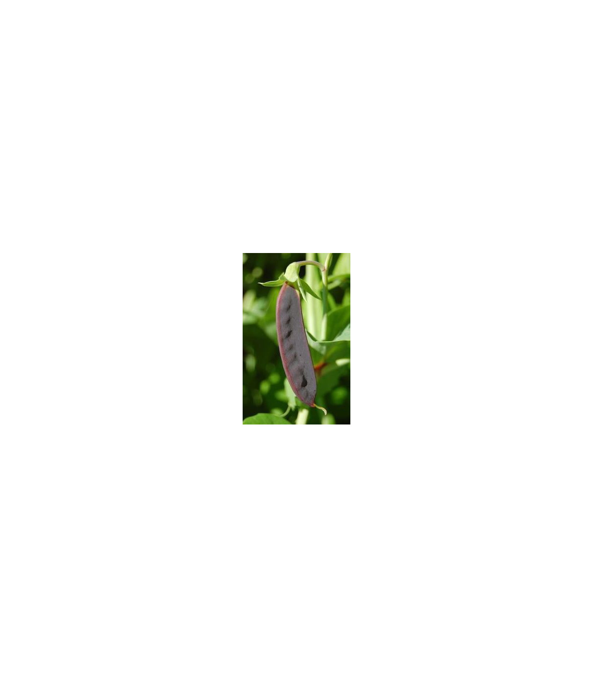 Semínka hrachu - Pisum sativum - Hrách cukrový pestrobarevný -  prodej semen - 8 g