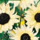 Slunečnice slabá směs barev - Helianthus debilis - prodej semen - 15 ks