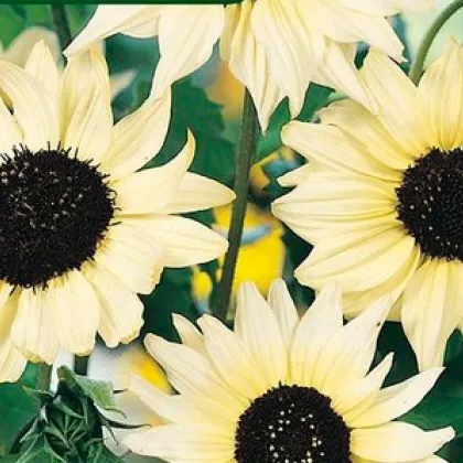 Slunečnice slabá směs barev - Helianthus debilis - prodej semen - 15 ks