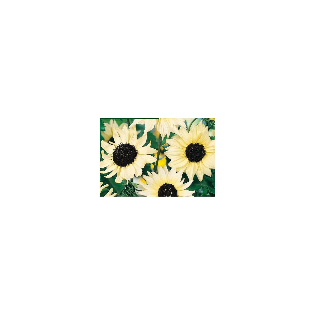 Slunečnice slabá směs barev - Helianthus debilis - prodej semen - 15 ks