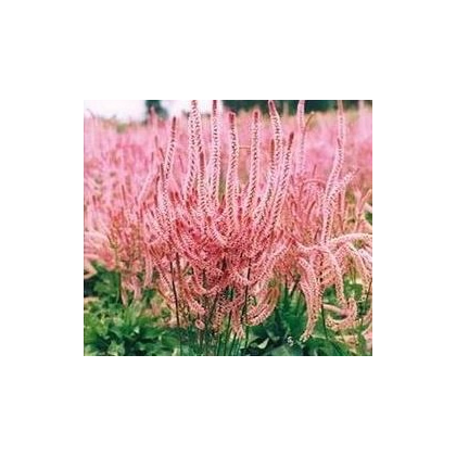 Limonka širokolistá Suworova - Limonium suworowii - prodej semen - 600 ks