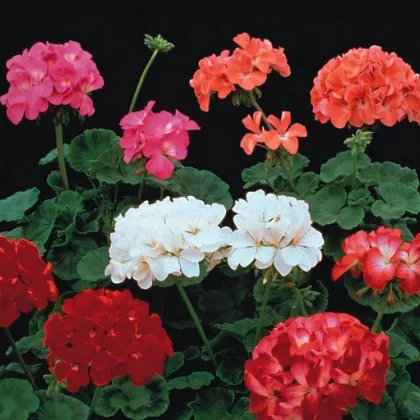 Semínka muškátu - Pelargonium hybrids - Muškát Paintbox směs barev - prodej semen - 8 ks